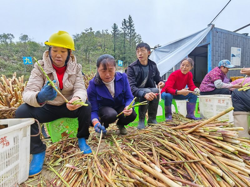 村民对竹笋进行初加工.jpg