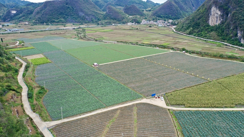 基地蔬菜長勢良好