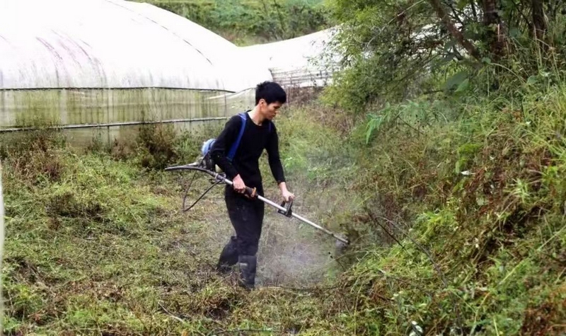 农户正在除草