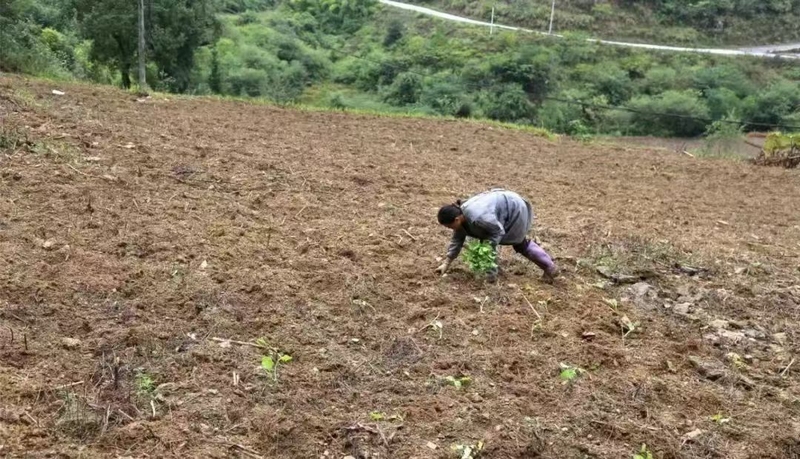 农户正在移栽油菜苗