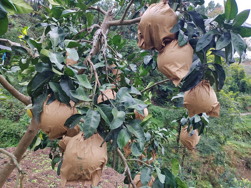 图为：挂在树上的蜜柚