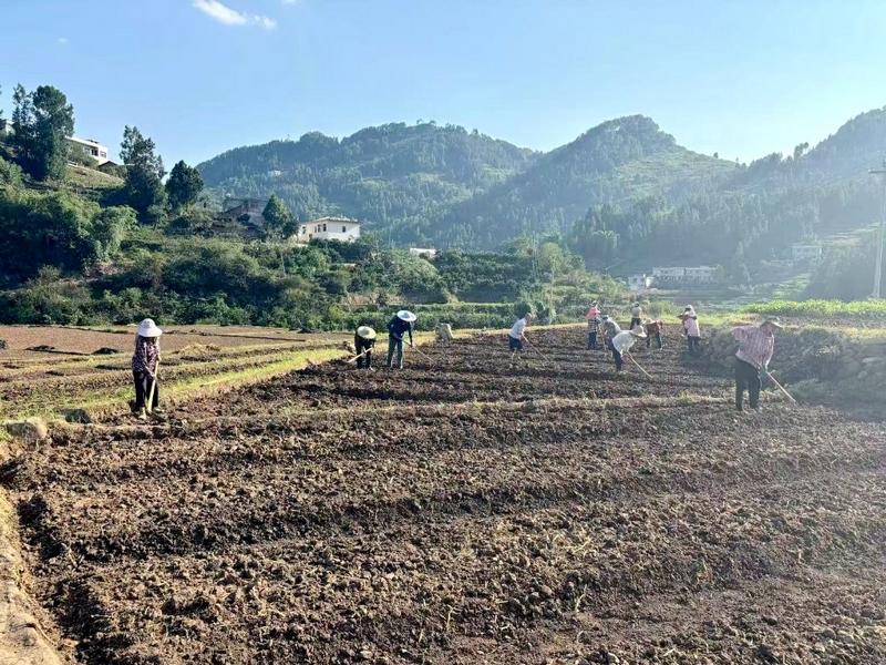 2、二郎镇二郎村，翻耕机的轰鸣声不绝于耳。经过精心翻犁，土地变得平整而松软。农户们在农技人员的指导下，有条不紊地进行着开厢起垄、撒施底肥等工作。