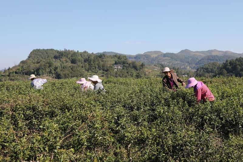 在石阡县本庄镇凉山村，贵州祥华生态茶业有限公司正组织工人管护茶叶。图为工人们正在清园。杨文美摄