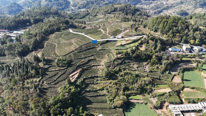 在石阡县本庄镇凉山村，贵州祥华生态茶业有限公司正组织工人管护茶叶。代忠国摄  (3)