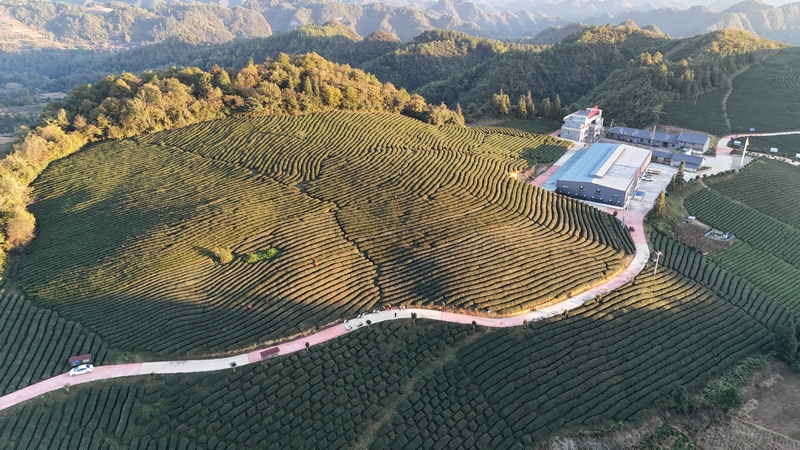 在石阡县聚凤乡高原茶场，贵州良友现代农业科技开发有限公司正组织工人对茶园进行秋冬管护。代忠国摄 (1)