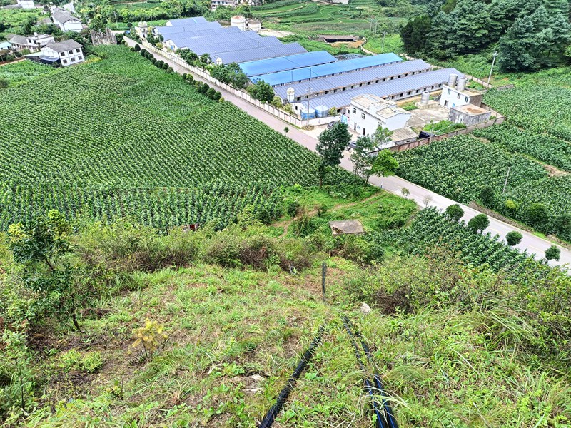 双流镇三合村艾立养殖场附近土壤现状