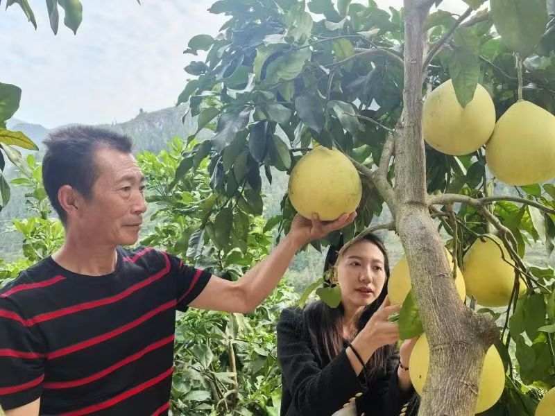 白果树村柚子基地