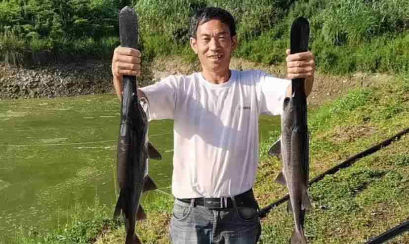 2、楊龍亮養殖基地的魚兒又大又肥。