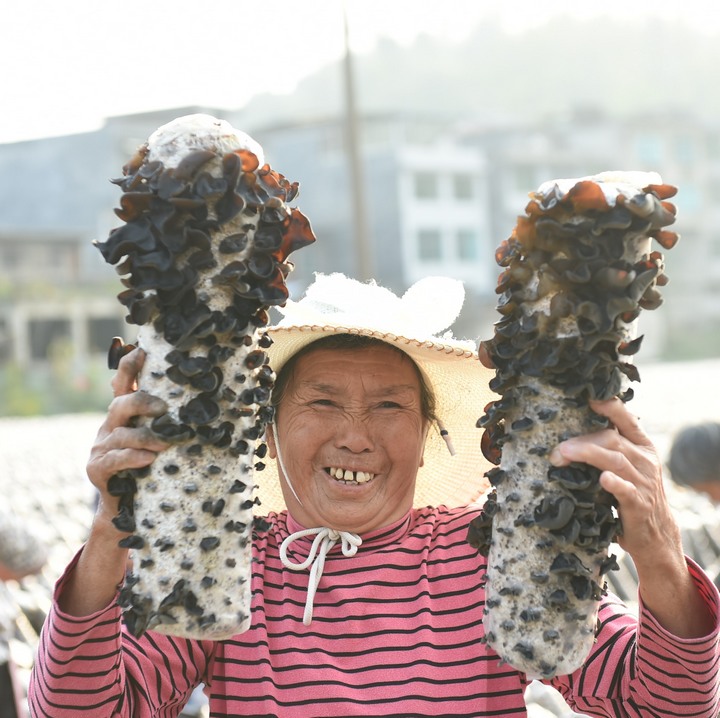 黑木耳丰收的喜悦。