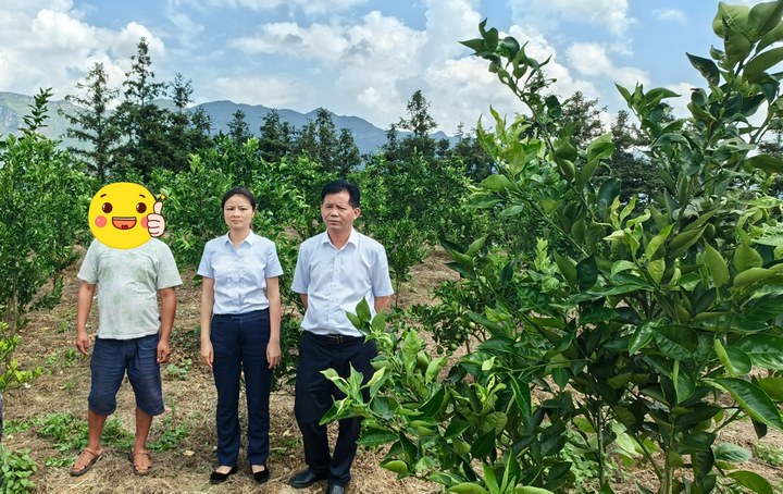 圖為工行興義晴隆支行工作人員實地調查晴隆縣雞場鎮臍橙果園。