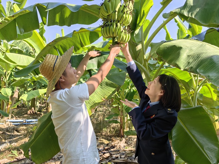 册亨县税务局税务人员走进当地香蕉园了解产业发展情况，向农企农户宣传讲解税费政策、解答涉税疑难问题。金莎摄