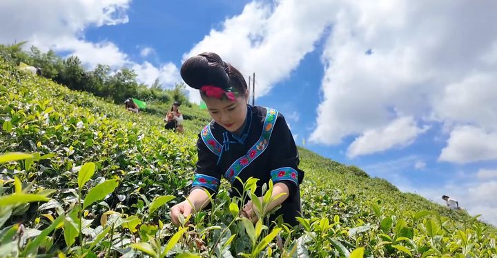 春季脚尧村村民采摘春茶。