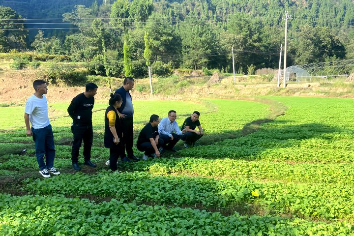 3、農技人員進田間查看油菜苗生長情況並定期開展田間培訓。