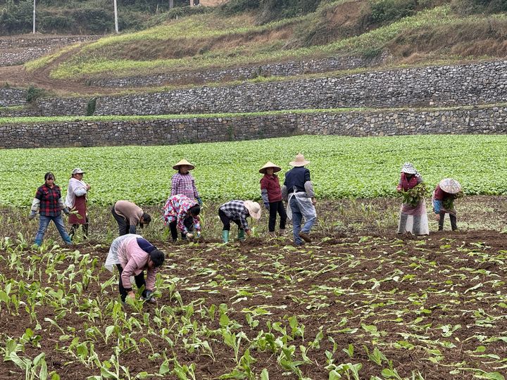 茅壩鎮安良村村民們正在移栽榨菜。