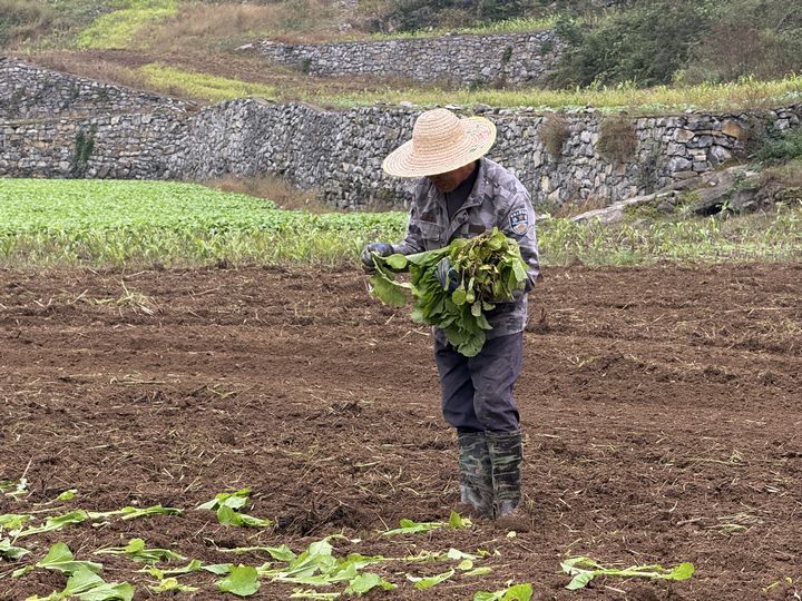 茅壩鎮安良村村民們正在移栽榨菜。