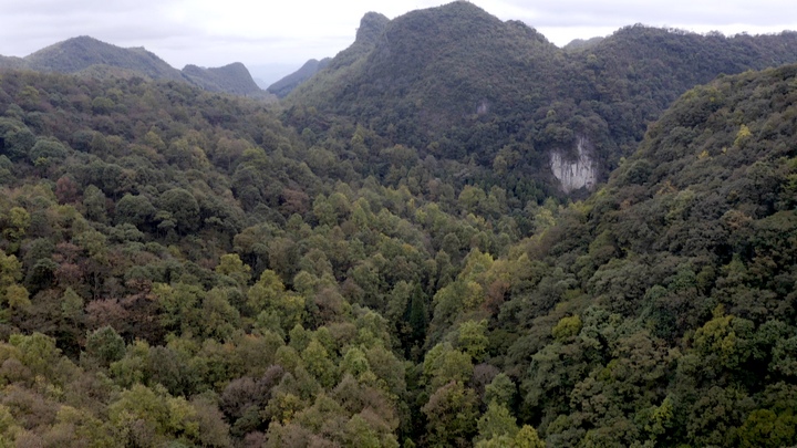 丰林村林地。