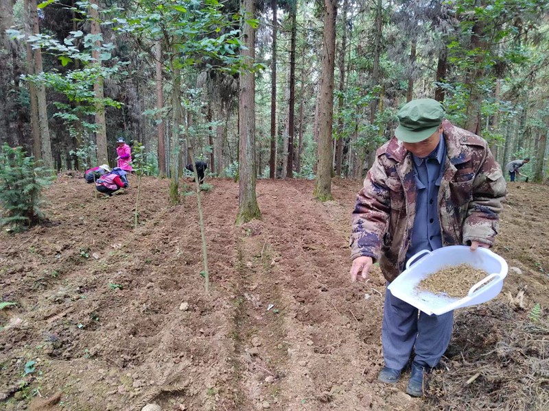 在林下种植中药材。