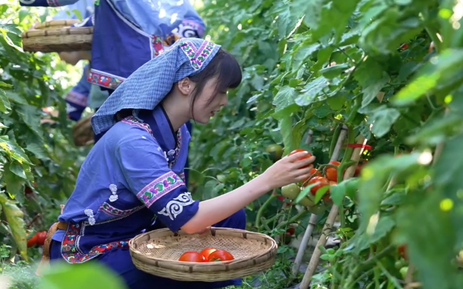 麻江县充分发挥比较优势 做大做强特色产业。