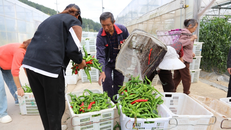 丰收的喜悦荡漾在大棚内外 。姜维 摄