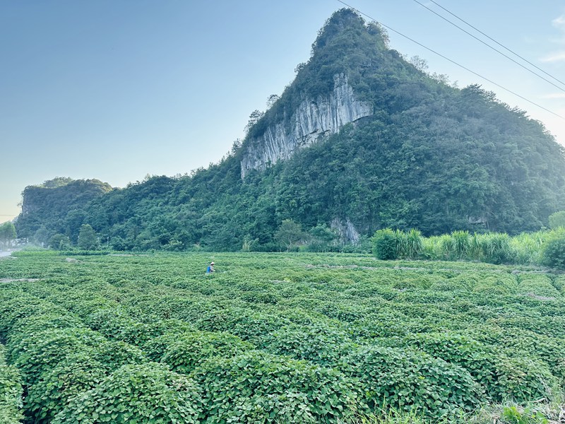 瑤埃村廣藿香基地。