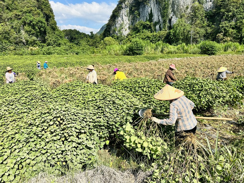 農戶們在基地收割廣藿香。