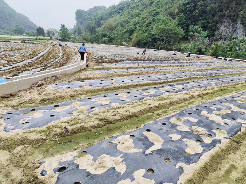 農戶們在基地試點種植石菖蒲等中藥材。