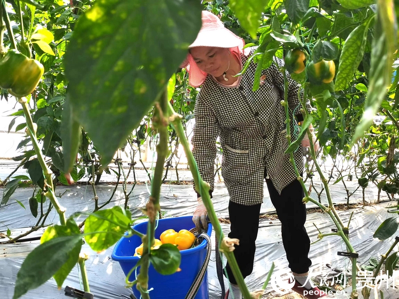 员工在骆家桥村蔬菜保供基地内采摘辣椒。人民网 黄小桃摄