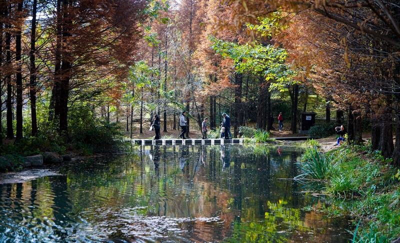 11月17日,市民在贵州省六盘水市明湖国家湿地公园内游览(1)（赵桦 摄）