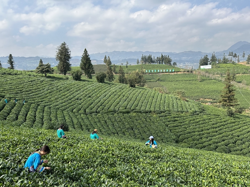 1 茶農忙著採摘秋茶