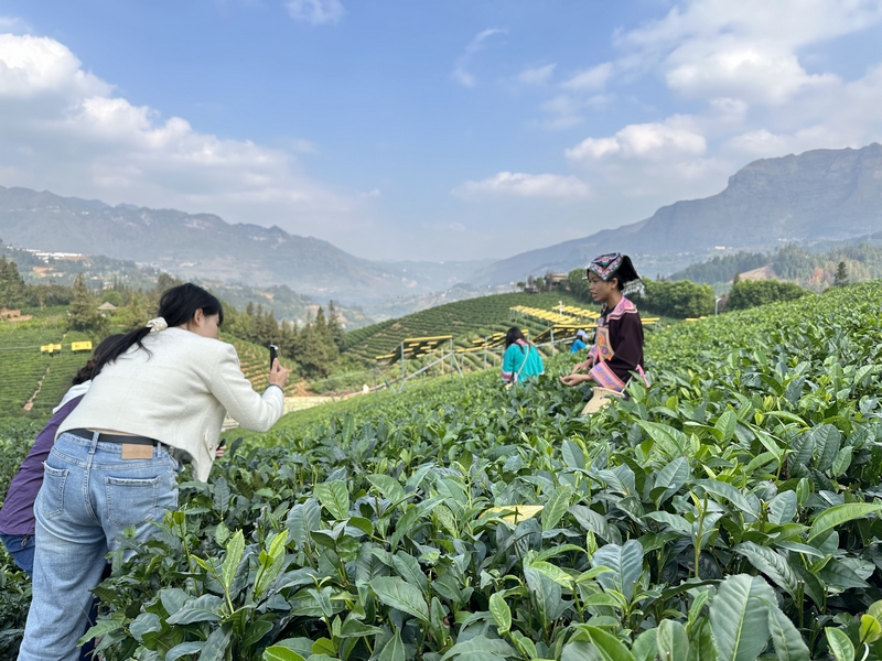 3 圖為茶農潘飛英接受媒體採訪