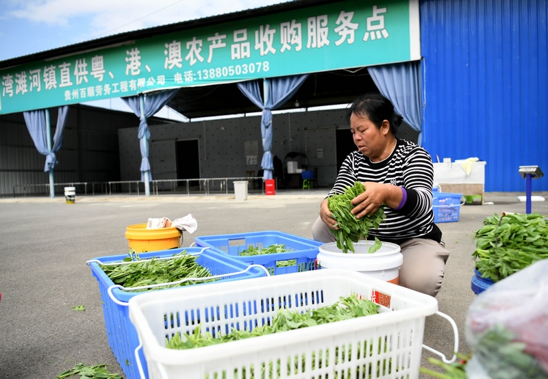 4、杨德芳在分拣豌豆尖。