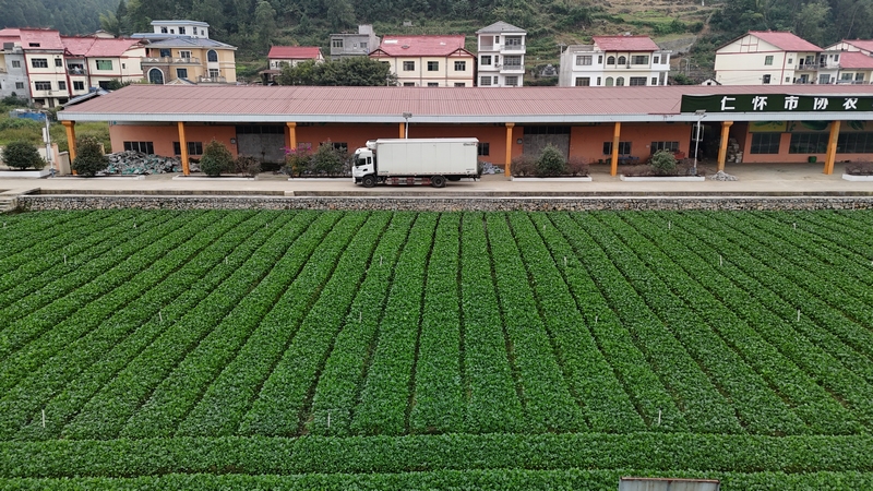 农场菜心运输（余甚君拍摄）