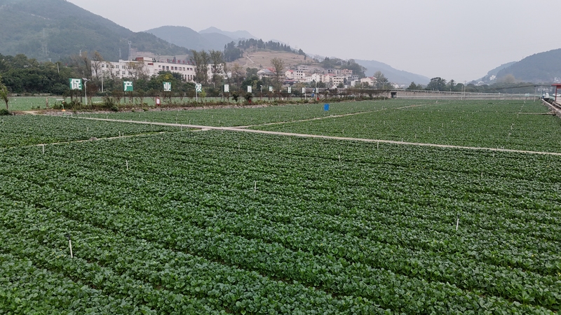 农场菜心成熟 （余甚君拍摄）