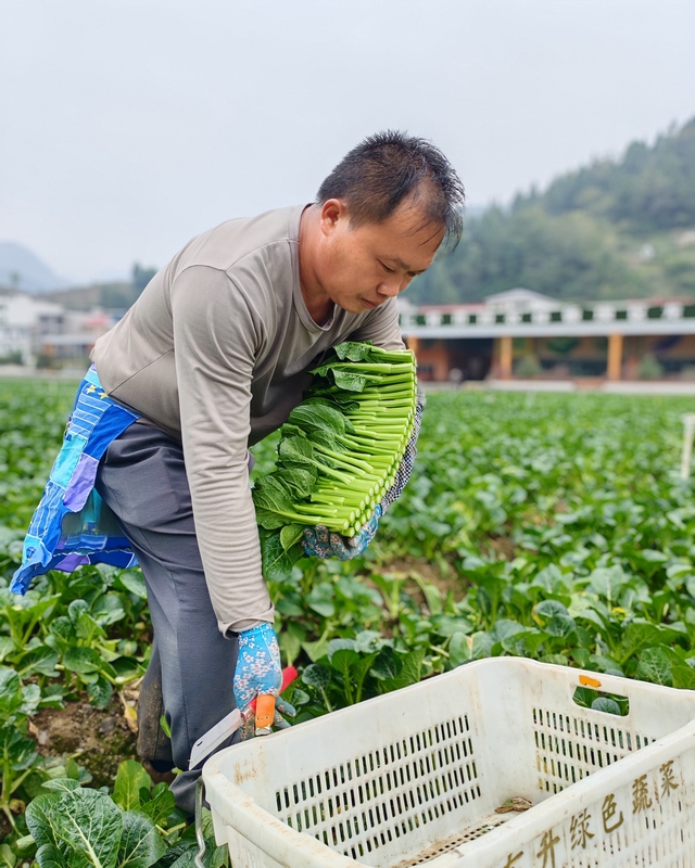 農場菜心採摘（余甚君拍攝）