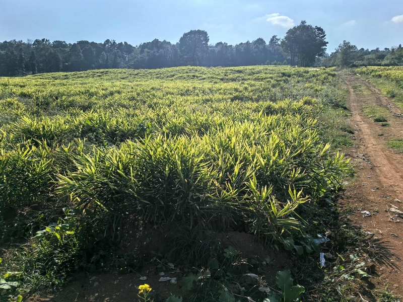 生姜種植基地