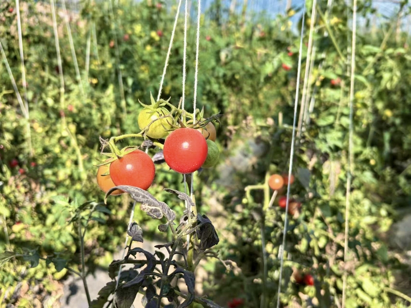 西紅柿種植基地