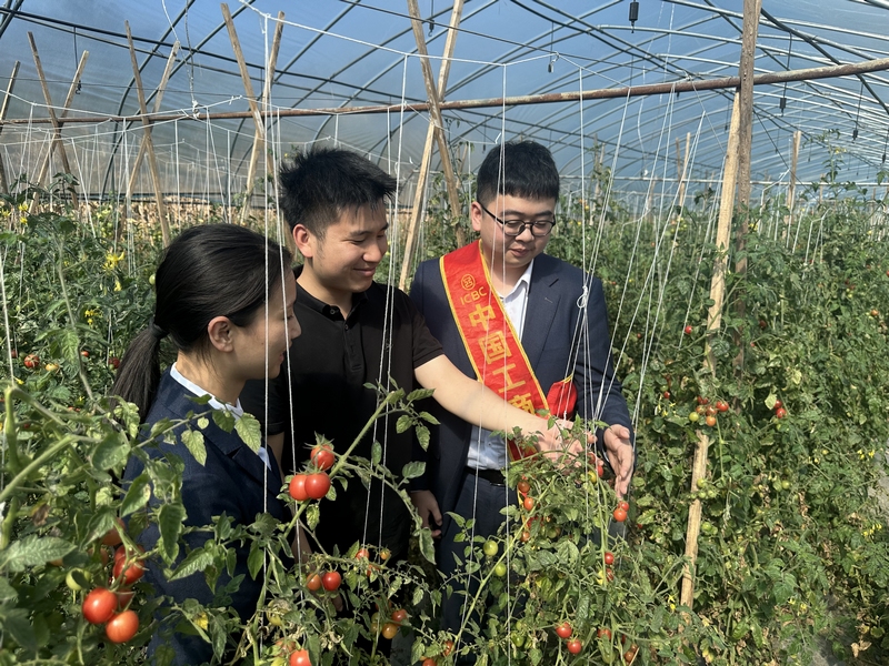 工行興義興仁支行客戶經理實地走訪西紅柿種植基地