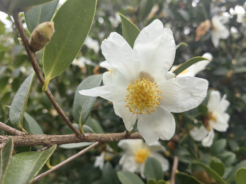 潔白如雪的油茶花（何敏攝）