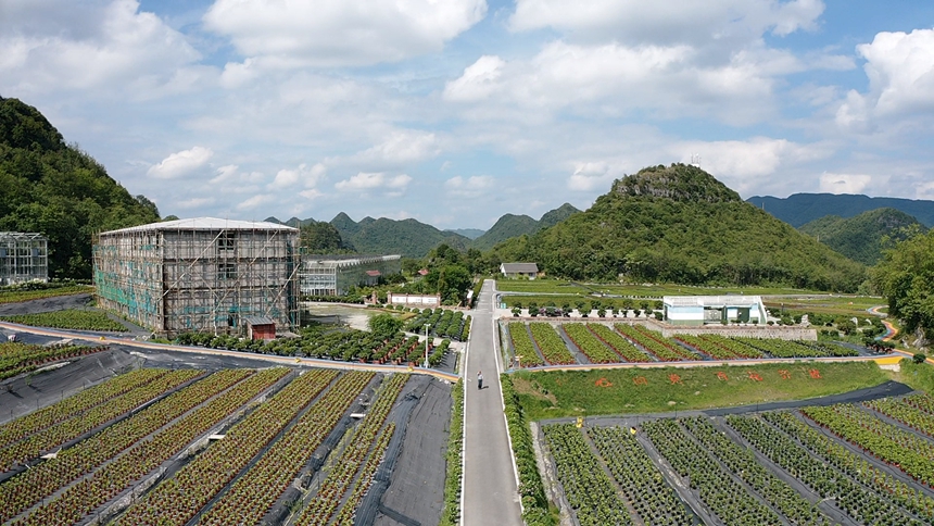 5 圖為彝山花谷至杜鵑湖旅游公路沿線的花卉種植基地。黎敬程 攝