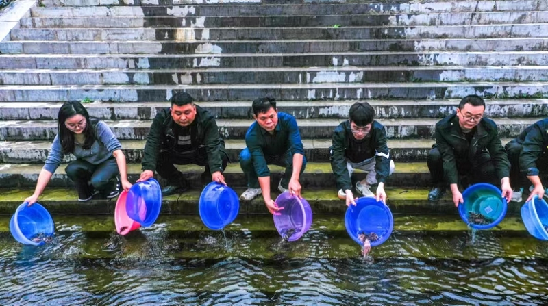 工作人員在烏江邊將一盆盆魚苗緩緩倒入江水中