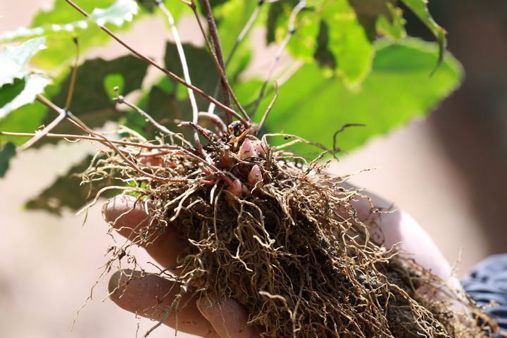 岑松镇湾根村林下淫羊藿种植基地里种植的淫羊藿。