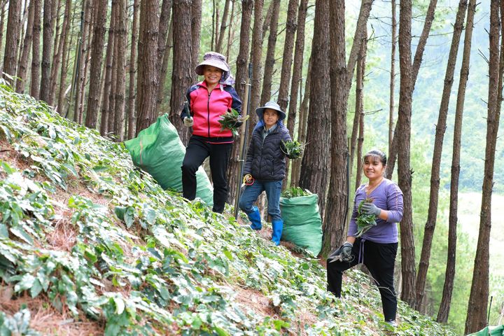 在岑松镇湾根村林下淫羊藿种植基地，村民正在采收淫羊藿。