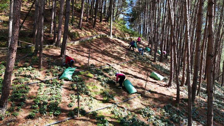 在岑松镇湾根村林下淫羊藿种植基地，村民正在采收淫羊藿。