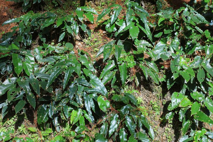 岑松镇湾根村林下淫羊藿种植基地里种植的淫羊藿。