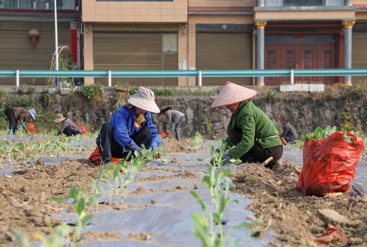 群众在栽种西兰花。