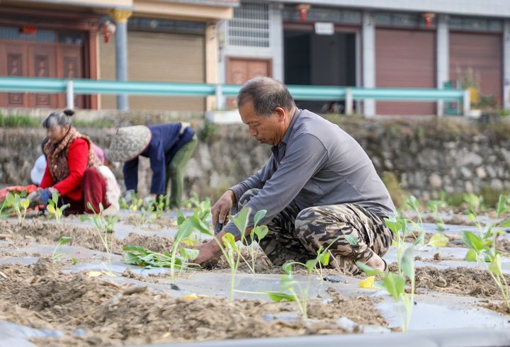 群众在栽种西兰花。