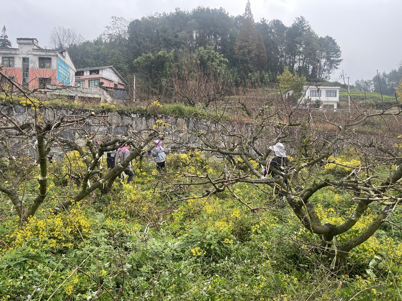 5、村民們正在進行桃樹管護 。