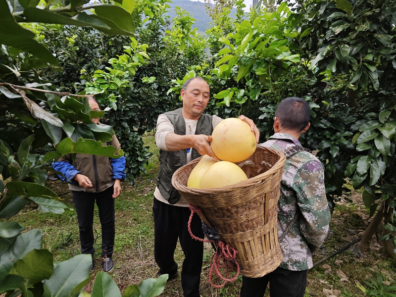 仁懷市火石鎮蔡家灣村柚子基地內果農正在採摘柚子。