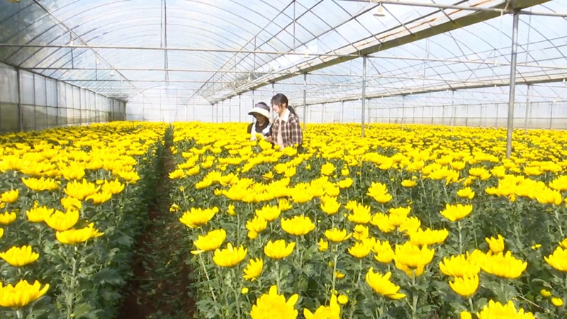 普定縣黃桶街道菊花種植基地。