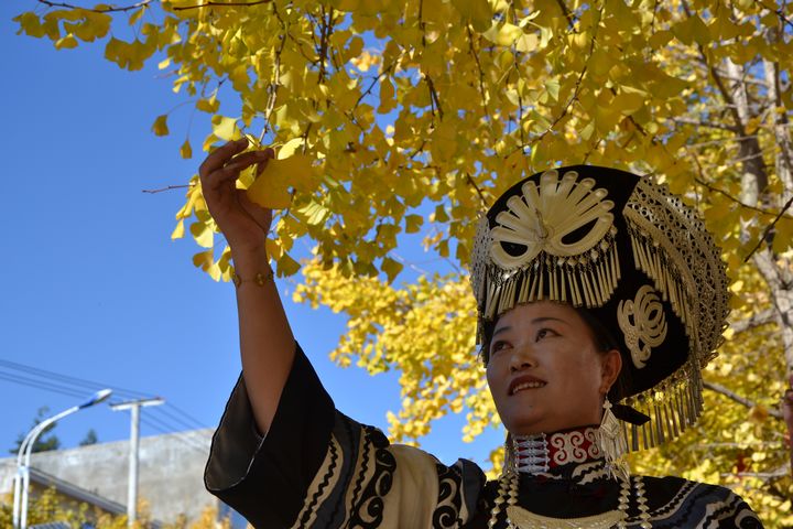 在赫章县结构乡，满眼金黄的银杏唯美画卷，在蓝天、白云的映衬下迎风飞舞。身着民族服饰的人们，来到在这里打卡，留下美好回忆。刘虹艳摄